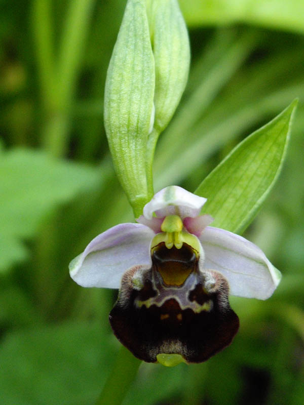 Ophrys fuciflora